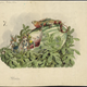 Illustration for article titled In the 1870s, Charles Darwin was the theme of a downright deranged Mardi Gras parade